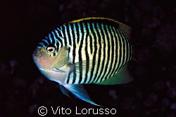 Fish by Vito Lorusso 